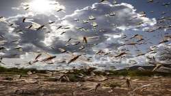 Locusts attack crops, trees in Banda, Mahoba districts