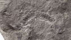 UT Austin scientists found that the fossil millipede Kampecaris obanensis was 425 million years old