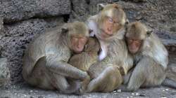 13 monkeys found dead on reservoir in Assam