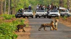 Madhya Pradesh, national parks, unlock guidelines