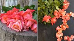 Vastu Tips: Using rose petals in place of room freshener brings positive energy 