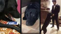 Fact Check: Sushant Singh Rajput's dog Fudge is not dead