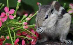 Squirrel tests positive for bubonic plague in US (Representational image)