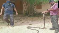 15-ft-long king cobra rescued from well in Odisha, later released in the forest