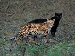 'The eternal couple': Leopard and black panther couple spotted together in a rare moment