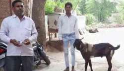 A male goat in Rajasthan has udders and produces milk due to hormonal imbalance