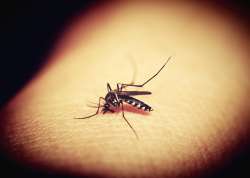 Can coronavirus spread through mosquitoes? Here's what a new study has found