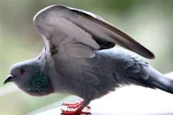 Policemen use crane to rescue pigeon caught in kite string in UP's Bareilly 