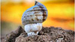 Vastu Tips: Keeping conch in the house gives relieves Vastu defects, brings in wealth