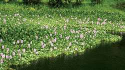 NGO women make 'rakhis' from water hyacinth in West Bengal