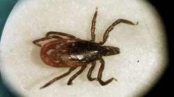 Tick-borne SFTS virus kills 7 people in China