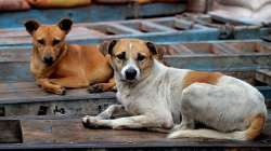 Man throws dog into Bhopal lake, video goes viral, probe on