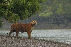 Bengal forests