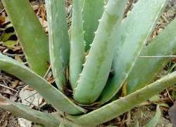 Moisturizing to healing, Know aloe vera’s 5 health benefits