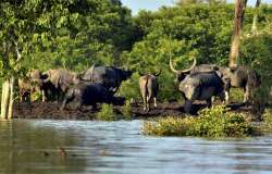 Kaziranga National Park 