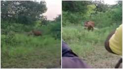 Lion hunts down cow at Gujarat's Gir