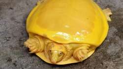 Netizens are amazed as rare yellow turtle rescued in West Bengal