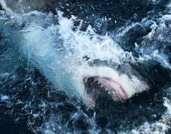 sharks slaughtered, slaughtering sharks, covid 19 vaccine, sharks, sharks vaccine, adjuvants, Squale