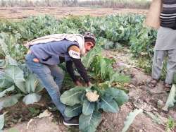 ravi shankar prasad, shamli cauliflower farmer, farmers protest, farm laws