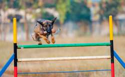 In a first, Chhattisgarh police sniffer dog awarded 'cop of the month'  