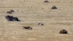 Bird flu outbreak: 4 crows found dead at Mehsana in Gujarat, sent for lab tests