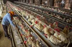 No bird flu cases in Odisha, people can consume poultry products: govt