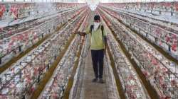 Punjab reports first bird flu case as samples taken from dead goose test positive