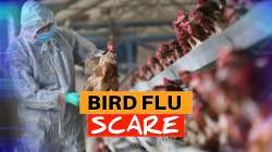 Don't panic, avoid undercooked meat & eggs: Experts on bird flu rise