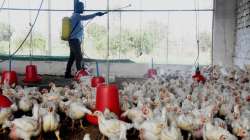 No Bird Flu detected in Delhi's poultry, all samples taken from Ghazipur market test negative