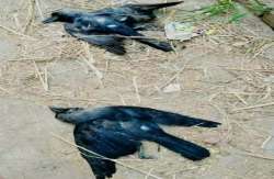 Bird flu: Alert in Gurugram after 11 crows found dead