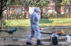 bird flu, bird flu delhi news, bird flu latest news, bird flu in delhi