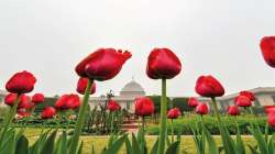 Mughal Gardens to open for public from tomorrow