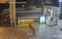 gujarat lion cctv video