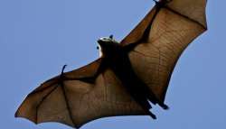 bat coronavirus 