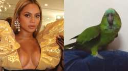 Viral Video: Parrot singing Beyonce's 'If I Were A Boy' baffles Internet