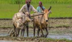 Yogi govt to purchase wheat directly from farmers