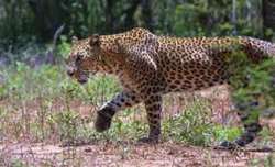 jammu leopard attack, jammu leopard attack video,jammu gandhi nagar leopard, jammu latest news