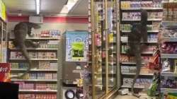 6-feet giant lizard goes grocery shopping, terrified customers dub it as Godzilla; WATCH