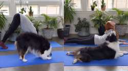 Dog perfectly mimics owner doing yoga