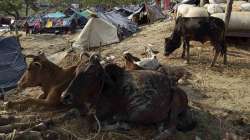 Babu and Pintu were smuggling some bovine animals to Madhya Pradesh