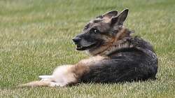 In this March 31, 2021, file photo President Joe Biden and first lady Jill Biden's dog Champ is seen on the South Lawn of the White House in Washington. President President Joe Biden announced Saturday, June 19, that Champ, the family’s elder dog, passed away at “peacefully at home” at 13 years old.