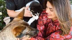 Priyanka Chopra dedicates new tattoo to her pet dogs Diana, Gino and Panda