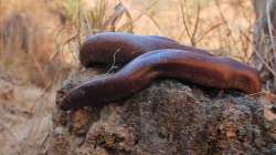 red sand boa, Forest officials, rare non-poisonous snake, medicines, cosmetics, black magic, four he