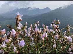 neelanurinkji flowers kerala