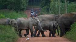 two elephants, female elephants, elephants electrocuted, Assam, latest national news updates, assam 