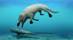 egypt, whale fossil, previously unknown whale, fossil, whale fossil, four legged whale fossil, egypt