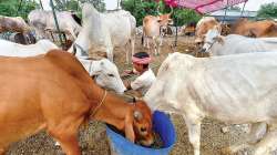 UP cleric hails Allahabad HC suggestion on making cow national animal