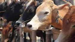 The petitioner, Javed from Sambhal district, allegedly stole and killed the cow of one Khilendra Singh along with his associates.