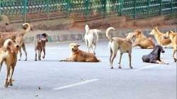 Karnataka: Over 30 stray dogs buried alive in Shivamogga village, Gram Panchayat members booked