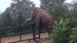 Elephant trying to jump off fence.